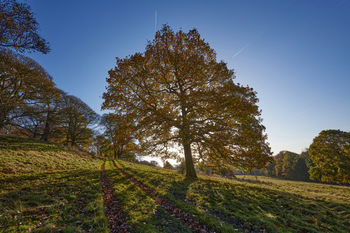 Backlit autmumn tree This is a landscape photograph taken in the late morning during autumn in the rural countryside of England, United Kingdom. The main subject of the image is a large backlit autumn tree, with sunlight shining through its branches and casting elongated shadows across the grassy field. The scene features several other trees displaying seasonal foliage, and the setting is part of the picturesque estate surrounding Hardwick Hall. The composition highlights the natural beauty of rural England, emphasising the interplay of light and shadow typical of autumn days.